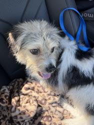 Found/Stray Male Dog last seen Glenwest Blvd., Friendswood, TX 77546