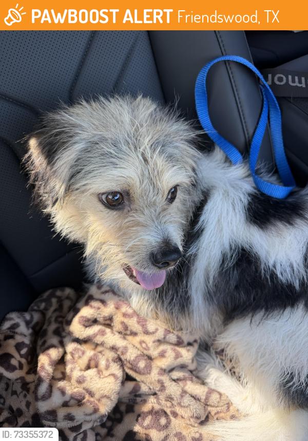 Found/Stray Male Dog last seen Glenwest Blvd., Friendswood, TX 77546
