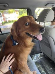 Found/Stray Male Dog last seen 17th street and 23rd avenue, Miami, FL 33145