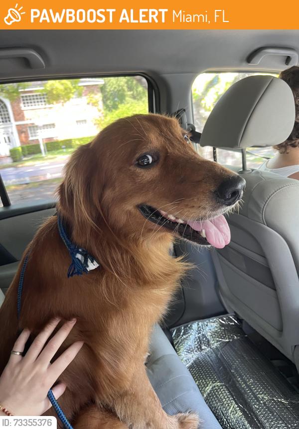 Found/Stray Male Dog last seen 17th street and 23rd avenue, Miami, FL 33145