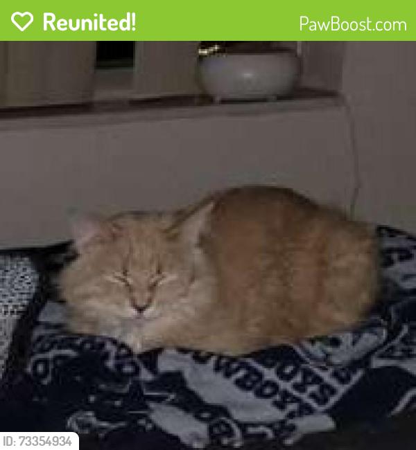 Reunited Male Cat last seen Veterans and 45th, Fargo, ND 58104