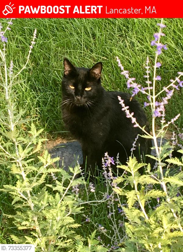 Lost Male Cat last seen Ponakin Road Lancaster MA 01523, Lancaster, MA 01523