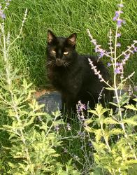 Lost Male Cat last seen Ponakin Road Lancaster MA 01523, Lancaster, MA 01523