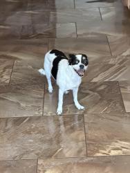 Reunited Unknown Dog last seen Washington and Royal Dr, Kaufman, TX 75142