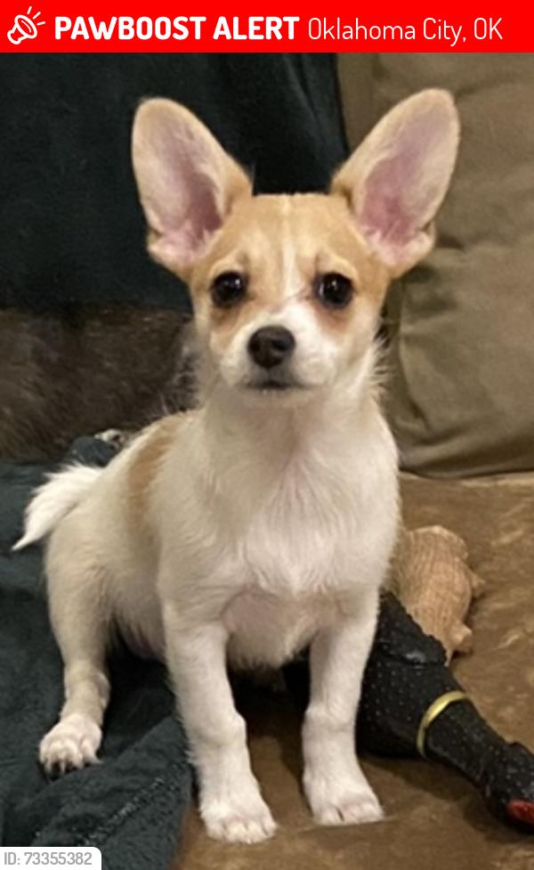 Lost Female Dog last seen 129St St and Briar Hollow Ln, Oklahoma City, OK 73170