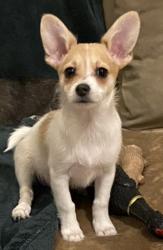 Lost Female Dog last seen 129St St and Briar Hollow Ln, Oklahoma City, OK 73170