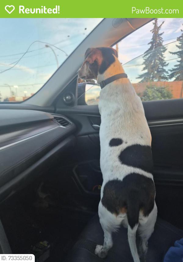 Reunited Male Dog last seen 53rd St and 120th Ave, Edmonton, AB T5W 3L7