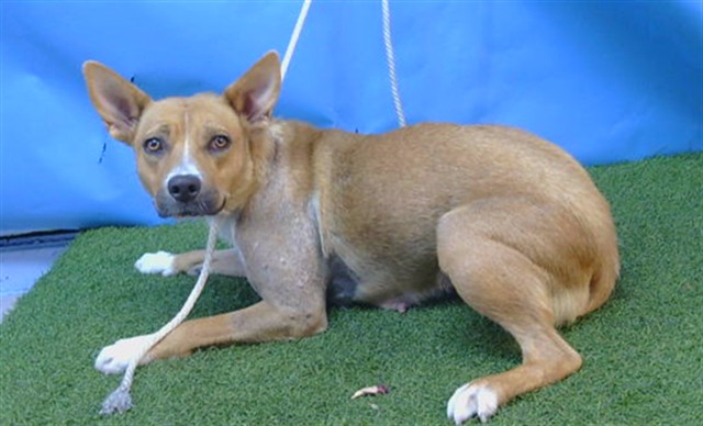 Shelter Stray Female Dog last seen , 216 W Victoria St, Gardena, CA 90248, USA