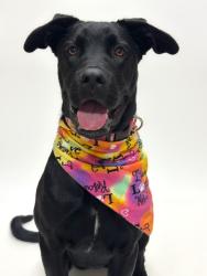 Shelter Stray Female Dog last seen MISSION, 16 Barnes Ct, Hayward, CA 94544, USA