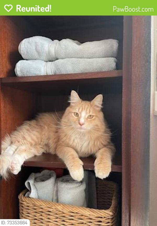 Reunited Male Cat last seen Aspen and Wellesley, Albuquerque, NM 87106