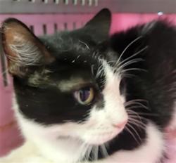 Shelter Stray Female Cat last seen , 14409 Vanowen St, Van Nuys, CA 91405, USA