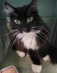 Shelter Stray Male Cat last seen , 14409 Vanowen St, Van Nuys, CA 91405, USA
