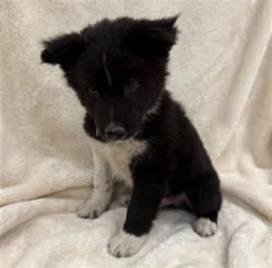 Shelter Stray Male Dog last seen , 38550 Sierra Hwy, Palmdale, CA 93550, USA