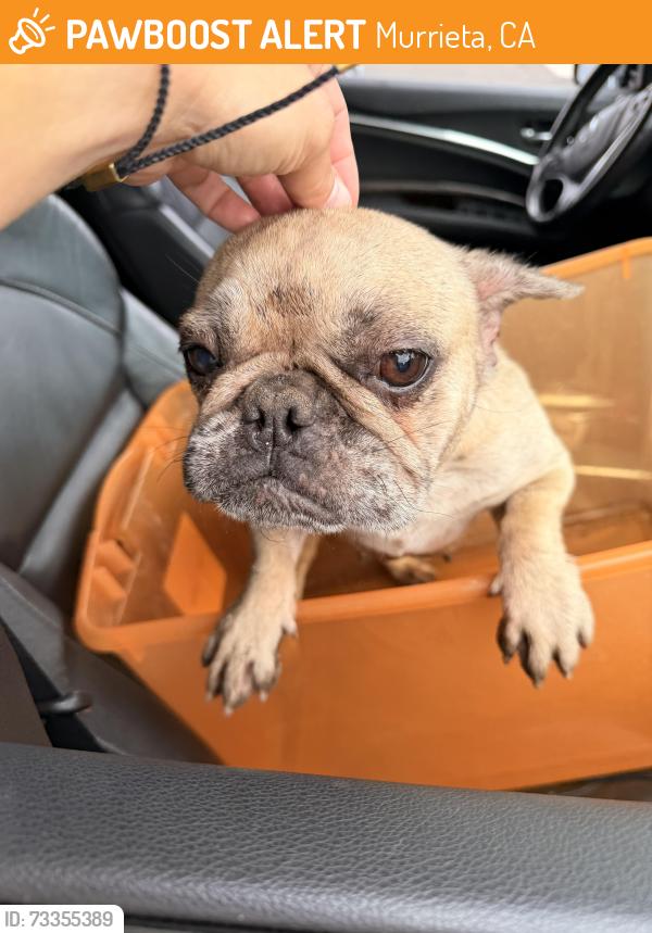 Found/Stray Female Dog last seen Hancock/Las Brisas, Murrieta, CA 92562