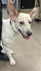 Shelter Stray Male Dog last seen ELM LN AND 107 LN, 2500 S 27th Ave, Phoenix, AZ 85009, USA