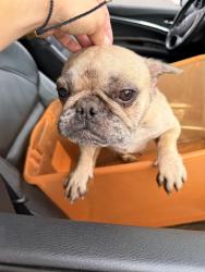 Found/Stray Female Dog last seen Hancock/Las Brisas, Murrieta, CA 92562