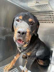 Shelter Stray Male Dog last seen 24TH ST AND THOMAS RD, 2500 S 27th Ave, Phoenix, AZ 85009, USA