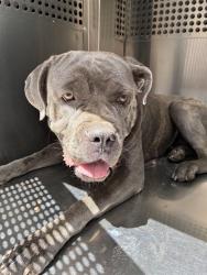 Shelter Stray Female Dog last seen 24TH ST AND THOMAS RD, 2500 S 27th Ave, Phoenix, AZ 85009, USA