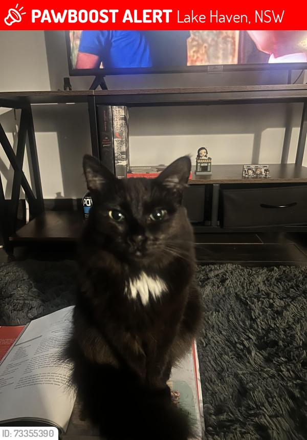 Lost Female Cat last seen Wadalba avenue, Lake Haven, NSW 2263