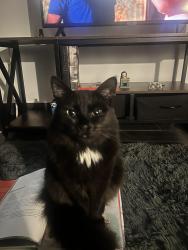 Lost Female Cat last seen Wadalba avenue, Lake Haven, NSW 2263
