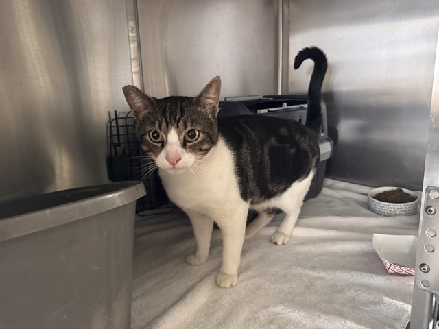 Shelter Stray Male Cat last seen Near BLOCK COLORADO, 1640 9th St, Santa Monica, CA 90404, USA