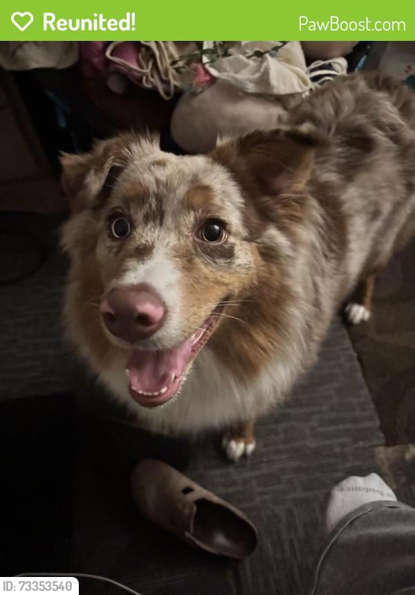 Reunited Female Dog last seen In front of the In-n-Out, City of Industry, CA 91748