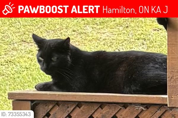 Lost Male Cat last seen Theatre Road N. & Dale Road, Cobourg Ontario K9A4J7, Hamilton, ON K9A 4J7