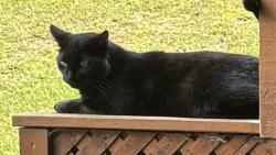 Lost Male Cat last seen Theatre Road N. & Dale Road, Cobourg Ontario K9A4J7, Hamilton, ON K9A 4J7