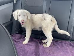 Found/Stray Male Dog last seen Idaleona Rd, Riverside County, CA 92570