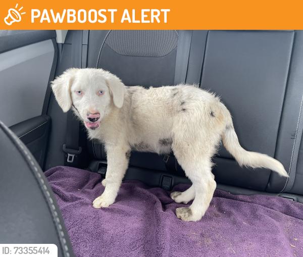Found/Stray Male Dog last seen Idaleona Rd, Riverside County, CA 92570