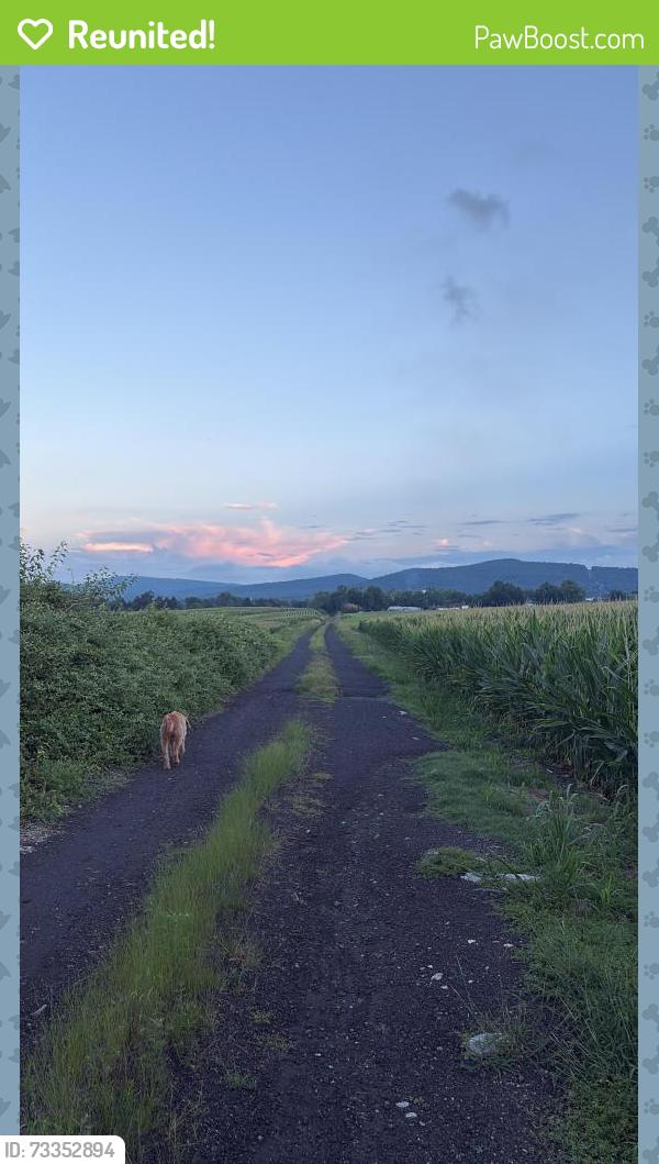 Reunited Female Dog last seen Near bonnybrook road, may be heading towards carlisle, Carlisle, PA 17013
