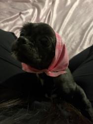 Lost Female Dog last seen 43rd and 290 the crossings apmts, Houston, TX 77092
