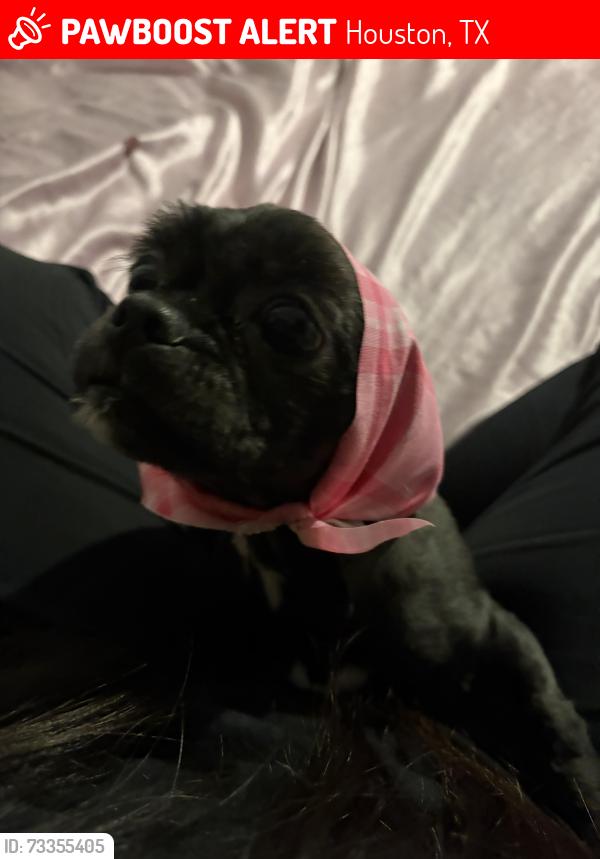 Lost Female Dog last seen 43rd and 290 the crossings apmts, Houston, TX 77092