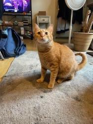 Lost Male Cat last seen Travelodge hotel, South Burlington, VT 05403