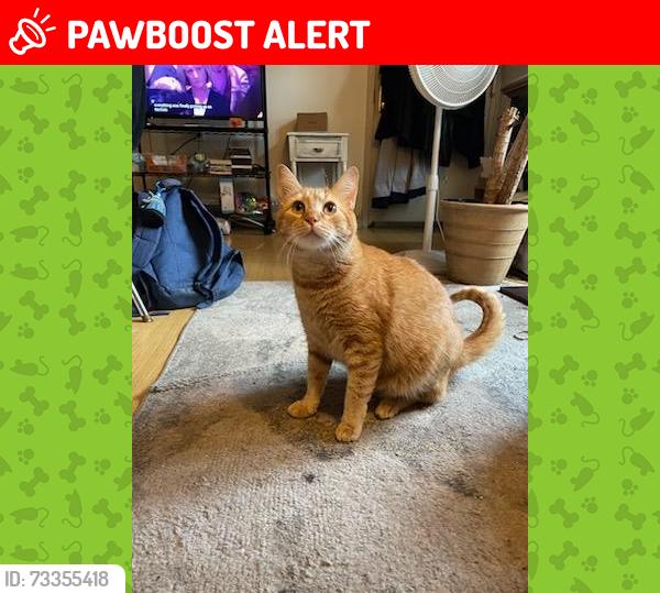 Lost Male Cat last seen Travelodge hotel, South Burlington, VT 05403