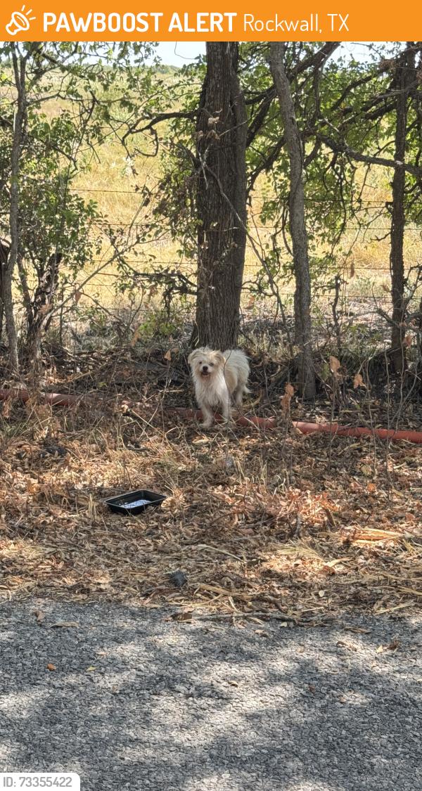 Found/Stray Unknown Dog last seen Klutz Road and 205, Rockwall, TX 75087