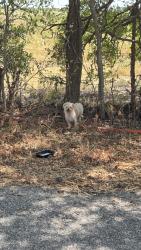 Found/Stray Unknown Dog last seen Klutz Road and 205, Rockwall, TX 75087