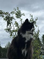 Lost Male Cat last seen Via Balboa, Anchorage, AK 99515