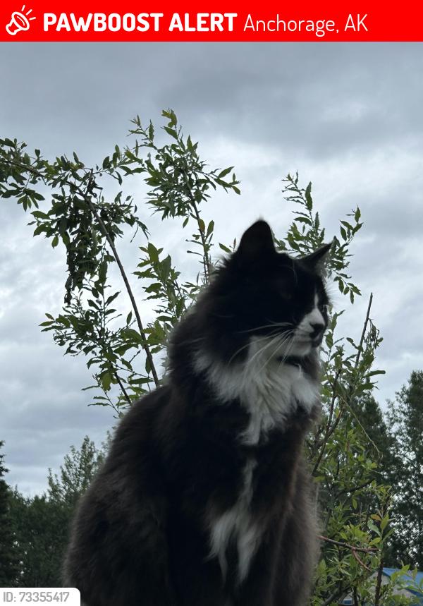 Lost Male Cat last seen Via Balboa, Anchorage, AK 99515