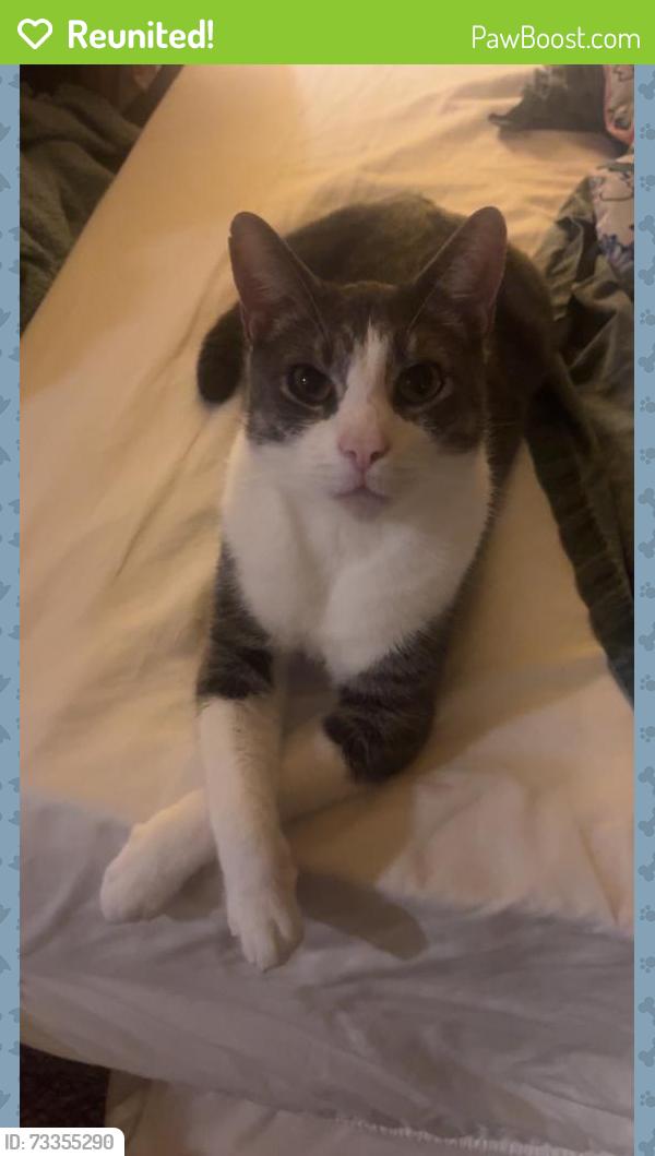 Reunited Male Cat last seen Near, Ward, AR 72176