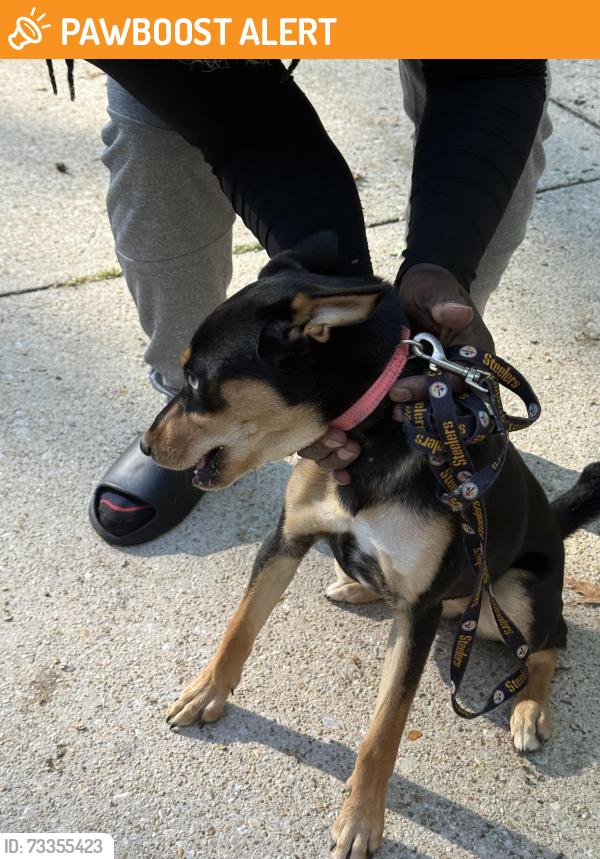 Found/Stray Female Dog last seen Dendron pl, Fort Washington, MD 20744