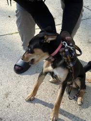 Found/Stray Female Dog last seen Dendron pl, Fort Washington, MD 20744