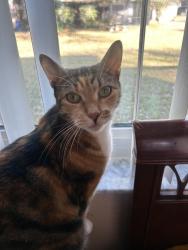 Lost Female Cat last seen Haymarket lane, Odessa, 33556, Keystone, FL 33556
