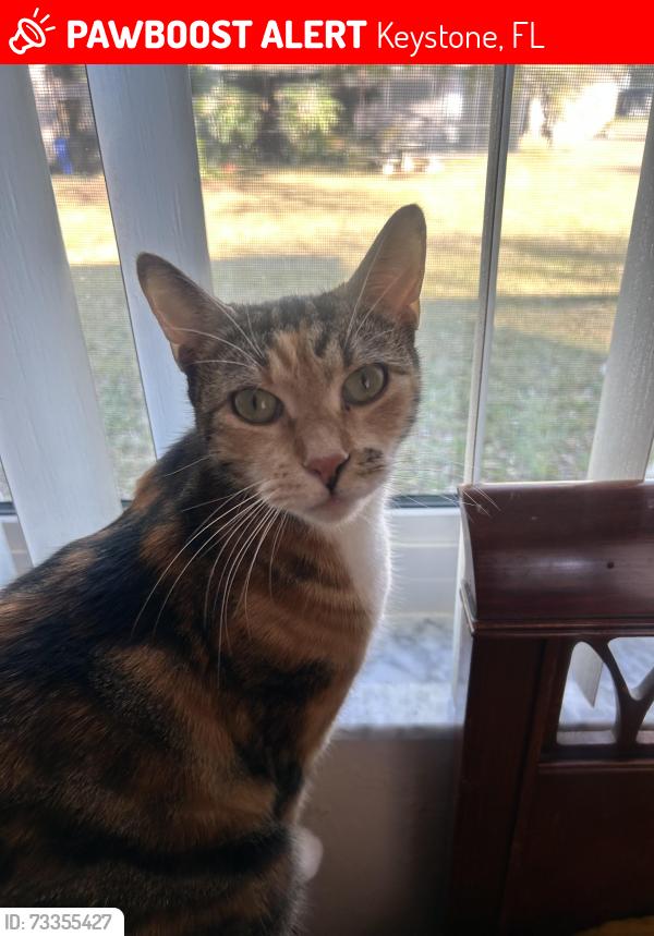 Lost Female Cat last seen Haymarket lane, Odessa, 33556, Keystone, FL 33556