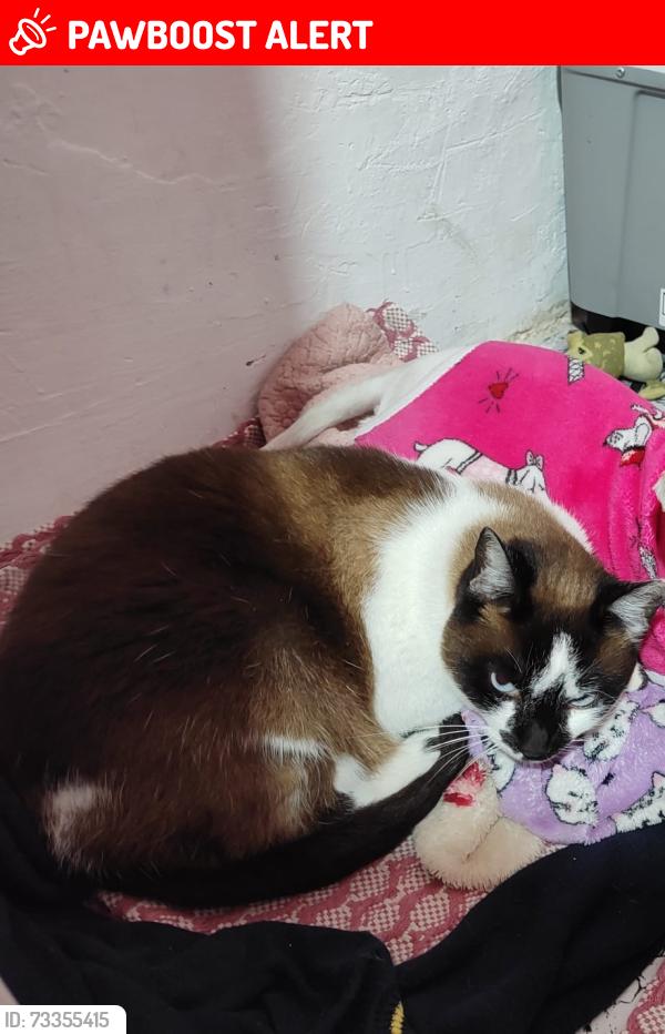 Lost Female Cat last seen Escola Maria Marques de Noronha, Cidade Ariston Estela Azevedo, SP 06390-440