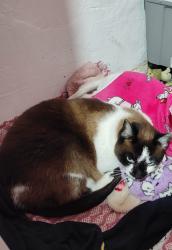 Lost Female Cat last seen Escola Maria Marques de Noronha, Cidade Ariston Estela Azevedo, SP 06390-440