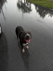 Found/Stray Unknown Dog last seen near the big orange hse, Miami Gardens, FL 33056