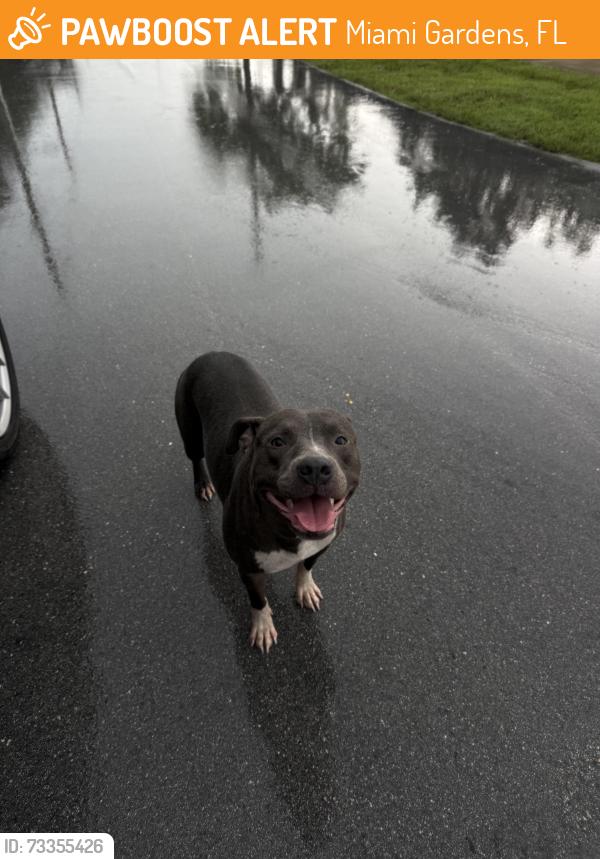 Found/Stray Unknown Dog last seen near the big orange hse, Miami Gardens, FL 33056