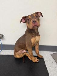 Shelter Stray Male Dog last seen Caswell Ave, Oakland,, 1101 29th Ave, Oakland, CA 94601, USA