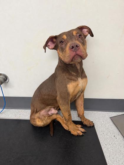 Shelter Stray Male Dog last seen Caswell Ave, Oakland,, 1101 29th Ave, Oakland, CA 94601, USA